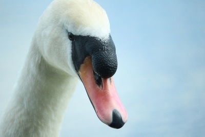 Close-up of swan