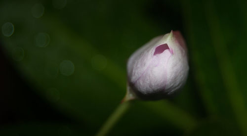 Close-up of flower growing outdoors