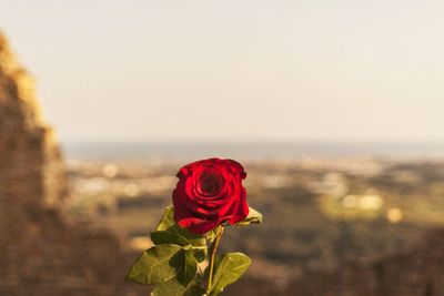 Close-up of red rose against sky