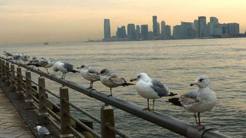 Seagulls perching on railing by sea against sky during sunset