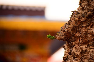 Close-up of tree trunk against sky