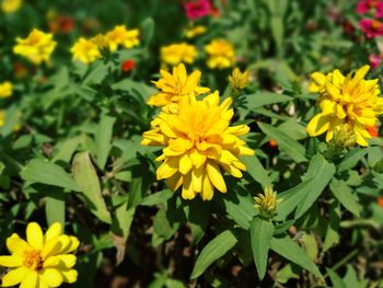 Close-up of yellow flowers blooming on field