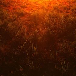 Grass on field at night