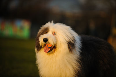 Close-up of a dog looking away