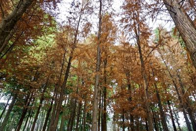 Low angle view of trees in forest during autumn