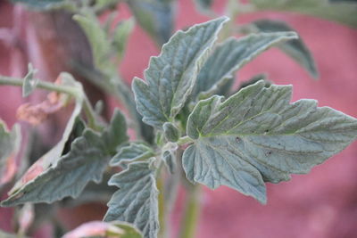 Close-up of green leaves on plant