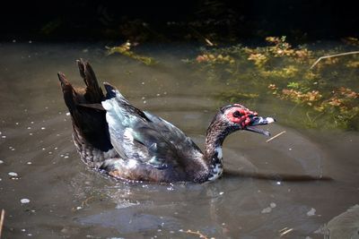 Close-up of muscovy duck swimming with bill open in lake