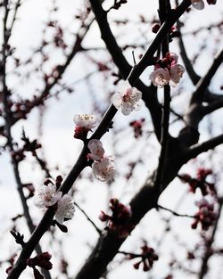 Low angle view of cherry blossom tree