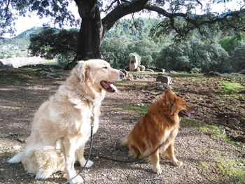 Dog sitting on field