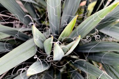 Close-up of plant