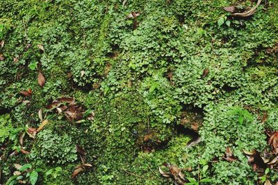 High angle view of plants growing on land