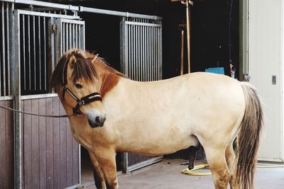 Horse standing in stable