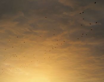 Low angle view of birds flying in sky