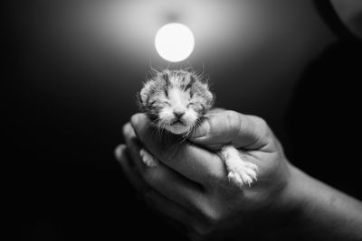 Close-up of hands holding a kitten