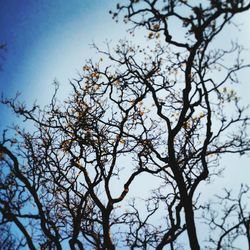 Low angle view of bare trees against sky