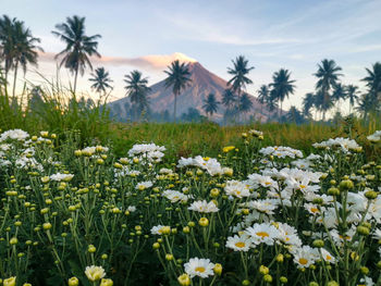 Close-up of white flowering plants on field against sky