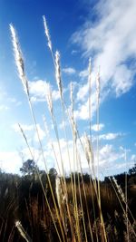 Low angle view of stalks in field against sky