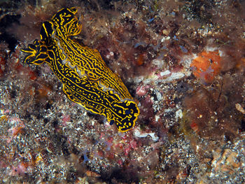 View of fish swimming in sea