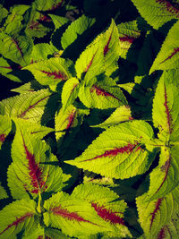 High angle view of green leaves