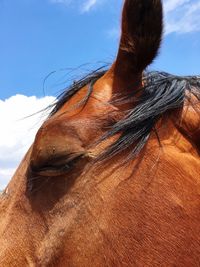 Close-up of horse against sky