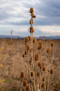 Close-up of dry plants on field against sky