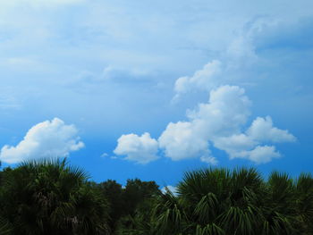 Low angle view of palm trees against blue sky