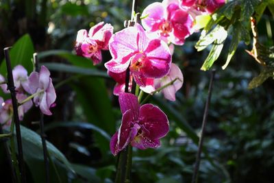 Close-up of pink flowers blooming outdoors