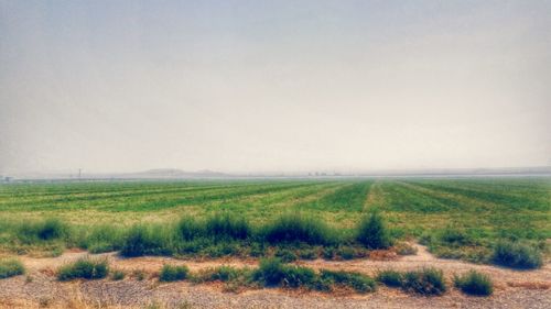 Scenic view of grassy field