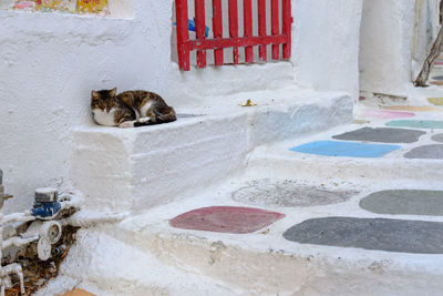 Cat relaxing on wall