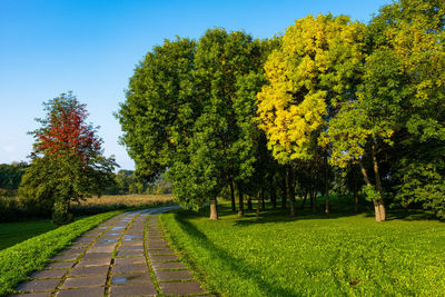 Footpath amidst trees on field against sky