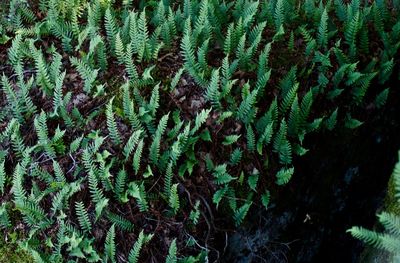 High angle view of pine tree on field in forest