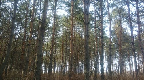 Low angle view of trees in forest