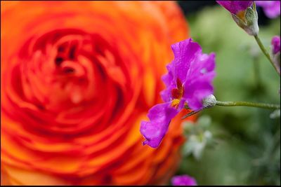 Close-up of flower blooming outdoors