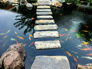 High angle view of koi carps swimming in lake