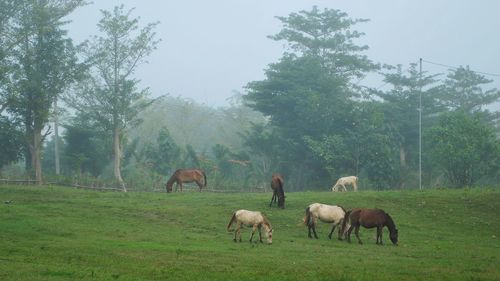 A group of transport horses enjoyed the morning mist by eating grass in front of my base camp