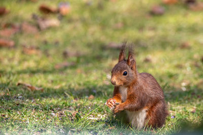 Squirrel collects sunflower seeds in the garden