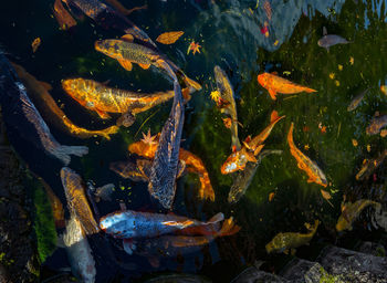 Fish in pond 