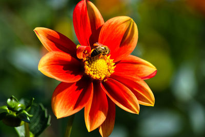 Close-up of bee on flower