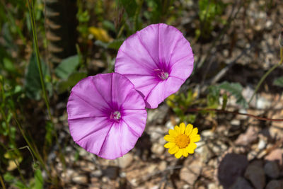 Close-up of purple flowering plant