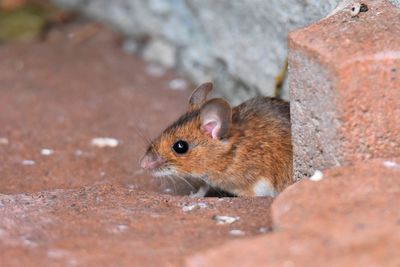 Close-up of mouse on rock