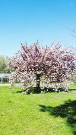 Flowering tree against clear sky