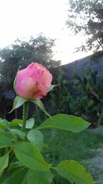 Close-up of pink flower blooming outdoors