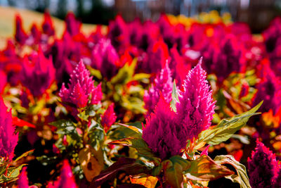 Close-up of pink flowering plants