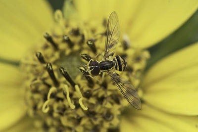 Close-up of insect on yellow flower