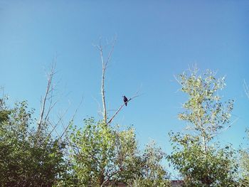 Low angle view of trees against clear blue sky