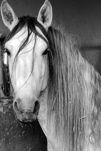 Close-up of horse