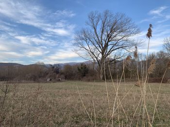 Bare trees on field against sky