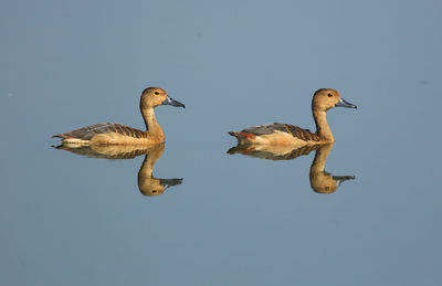 Mallard ducks against clear blue sky