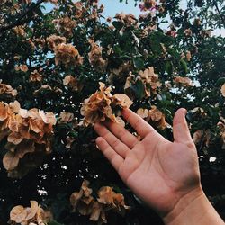 Cropped image of hand holding plant