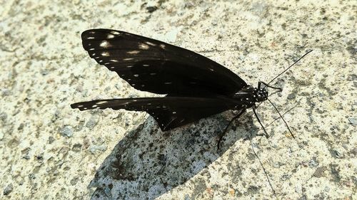 Close-up of butterfly